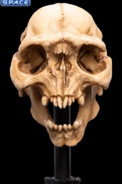 Skull of a Moria Orc