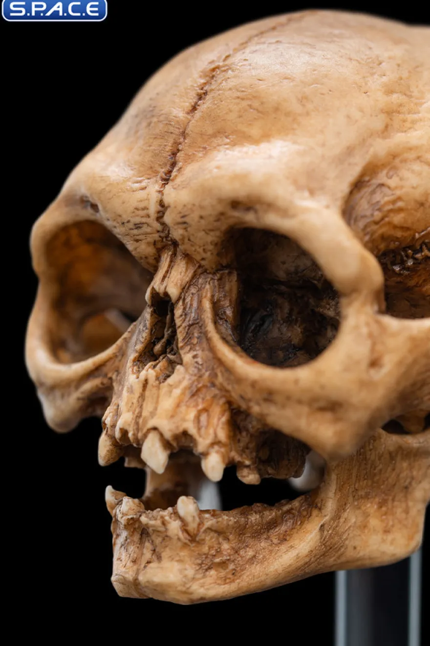 Skull of Gollum