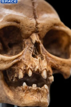 Skull of Gollum