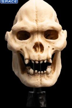 Skull of Lurtz