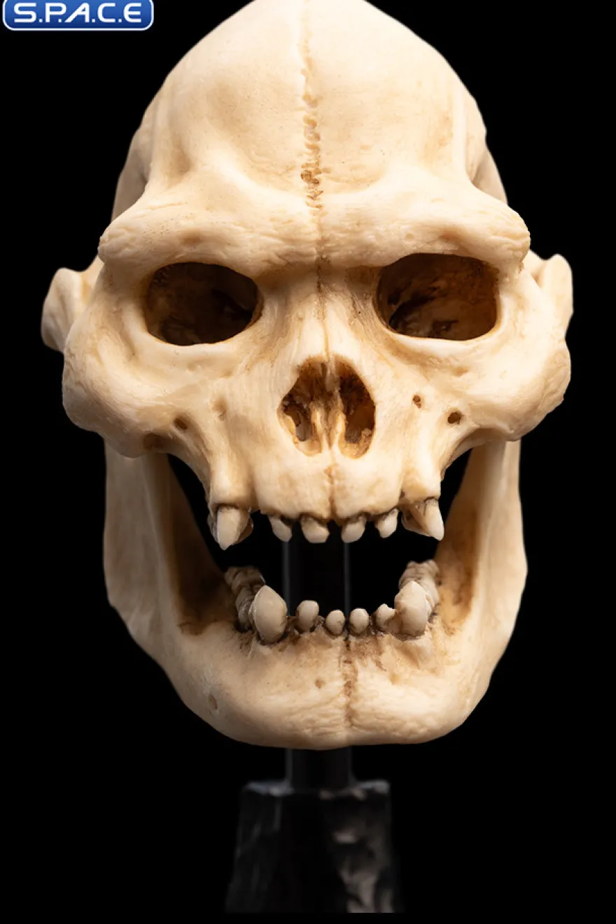 Skull of Lurtz