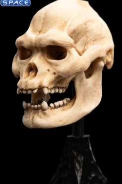 Skull of Lurtz