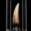 1:1 Spinosaurus Tooth Life-Size Replica