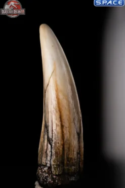 1:1 Spinosaurus Tooth Life-Size Replica