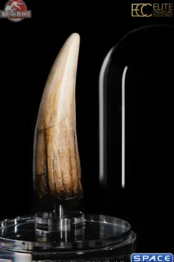 1:1 Spinosaurus Tooth Life-Size Replica