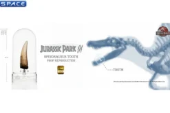 1:1 Spinosaurus Tooth Life-Size Replica