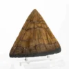 Triceratops Spike Prop Replica