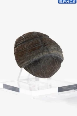 Triceratops Toenail Prop Replica
