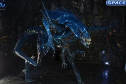 Ultra Deluxe Xenomorph Queen - 40th Anniversary Version