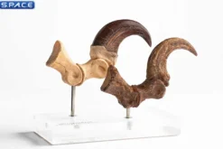 1:1 Velociraptor Foot Claw & Fossil Claw Life-Size Replica Set