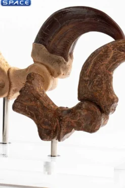 1:1 Velociraptor Foot Claw & Fossil Claw Life-Size Replica Set
