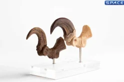 1:1 Velociraptor Foot Claw & Fossil Claw Life-Size Replica Set