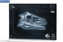 1:1 Velociraptor Resonating Chamber Life-Size Replica