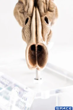 1:1 Velociraptor Resonating Chamber Life-Size Replica
