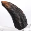 Velociraptor Toenail Type A Prop Replica