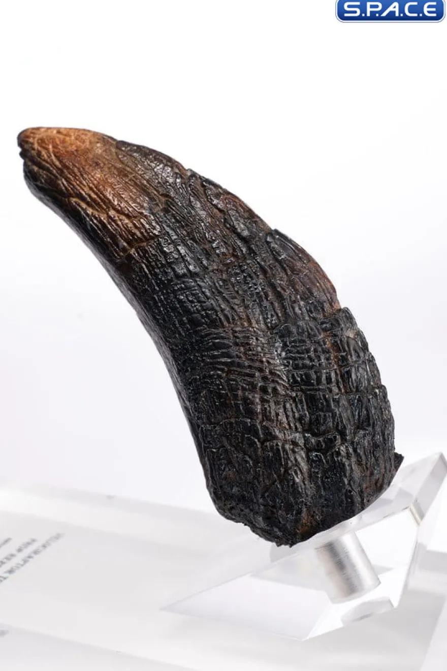 Velociraptor Toenail Type A Prop Replica