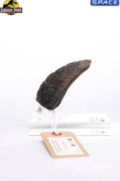 Velociraptor Toenail Type A Prop Replica