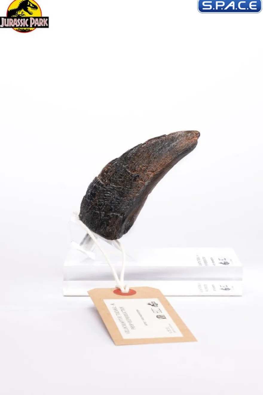 Velociraptor Toenail Type A Prop Replica