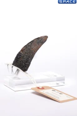 Velociraptor Toenail Type A Prop Replica