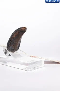 Velociraptor Toenail Type A Prop Replica