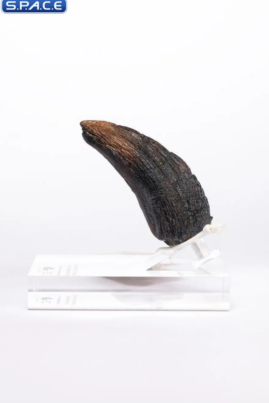 Velociraptor Toenail Type A Prop Replica