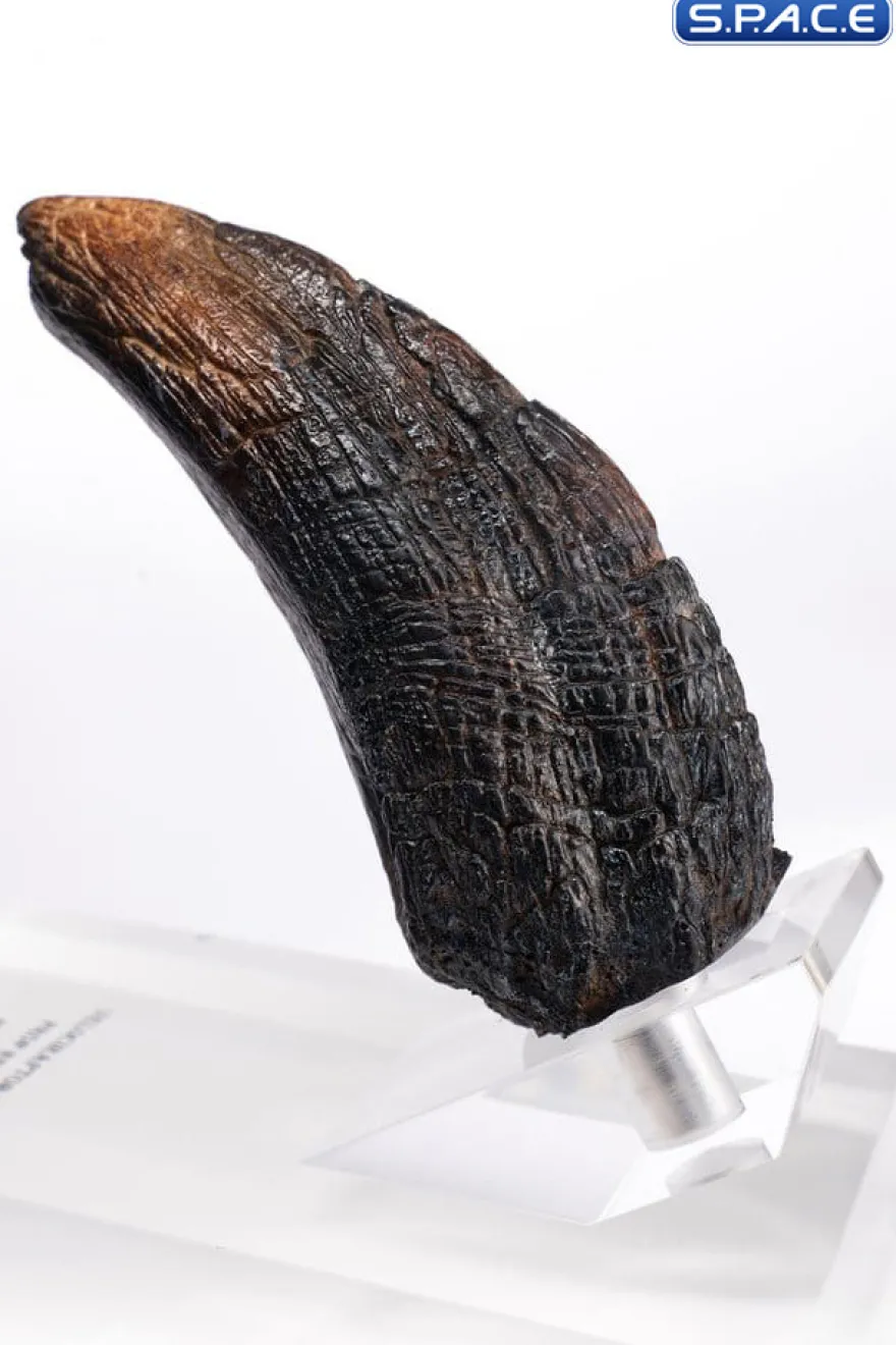 Velociraptor Toenail Type A Prop Replica