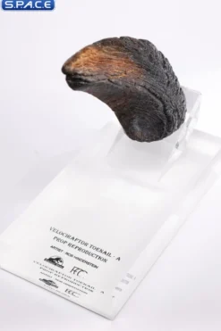 Velociraptor Toenail Type A Prop Replica