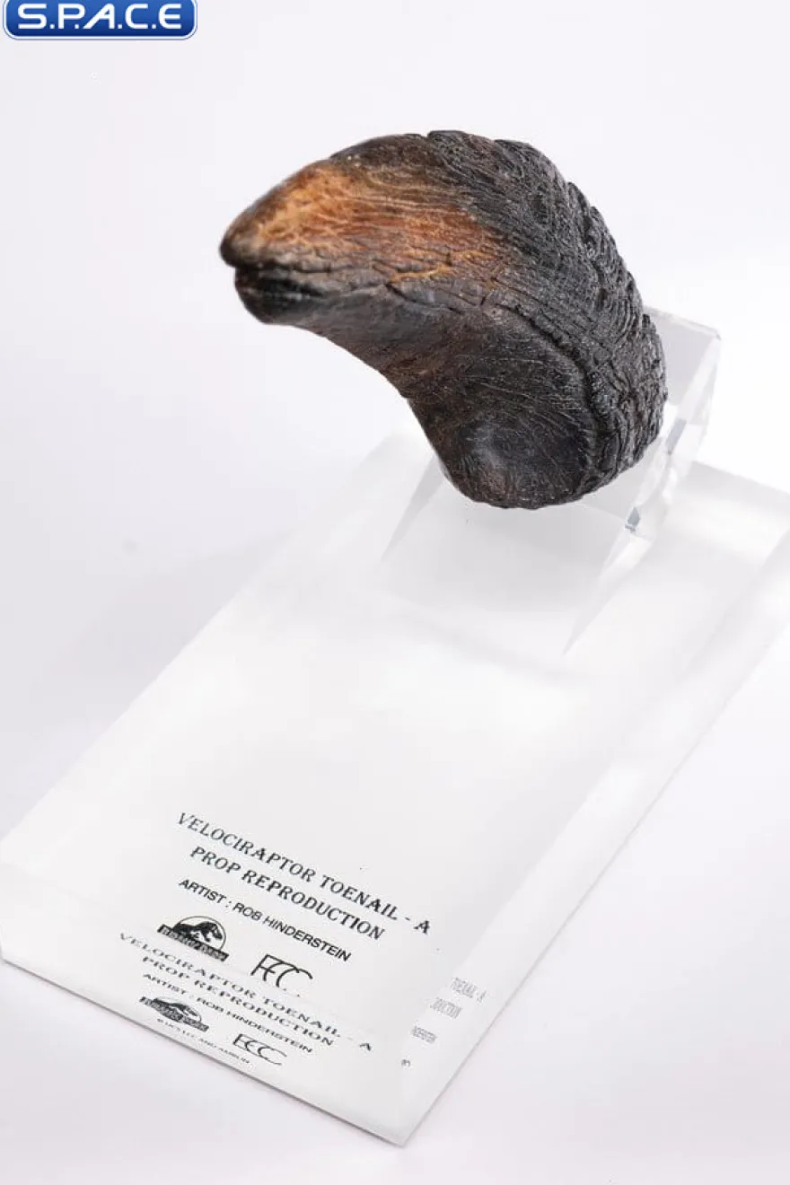 Velociraptor Toenail Type A Prop Replica
